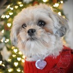 LuLu-Christmas