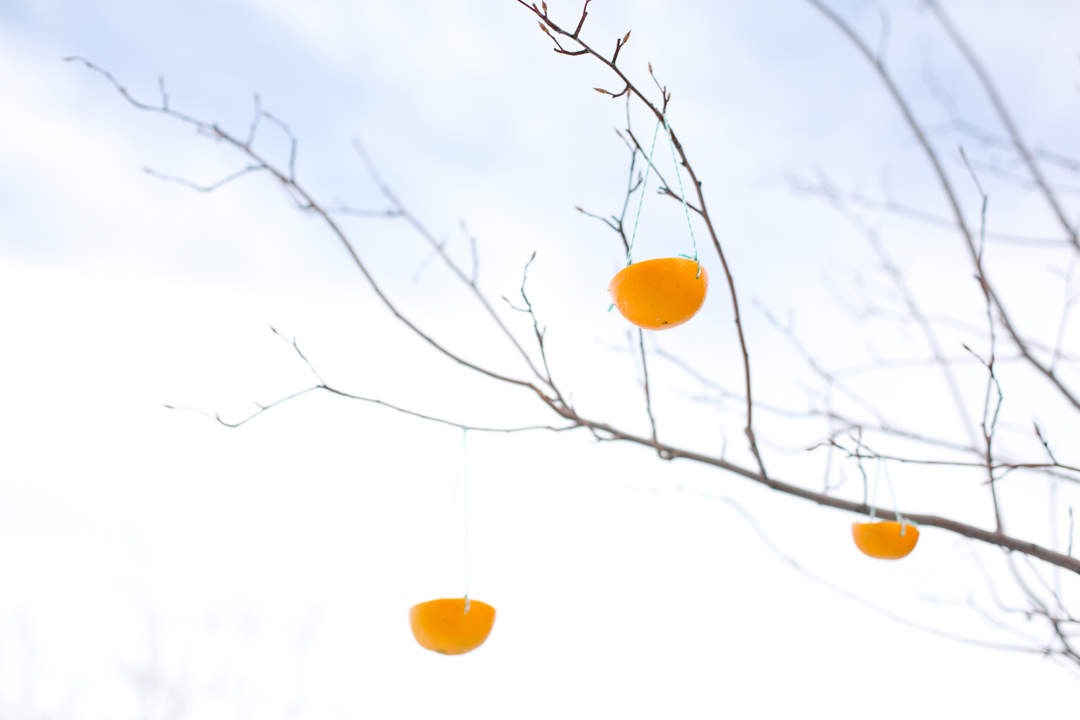 Orange Feeders (blog) (29 of 32)