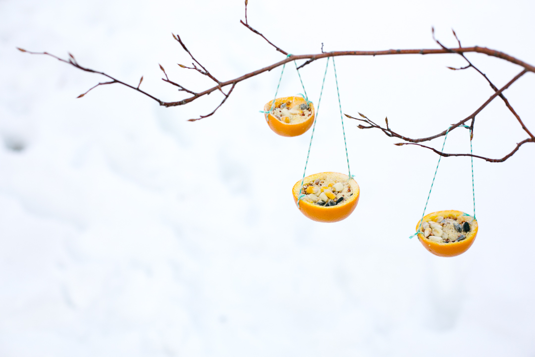 Orange Feeders (blog) (32 of 32)