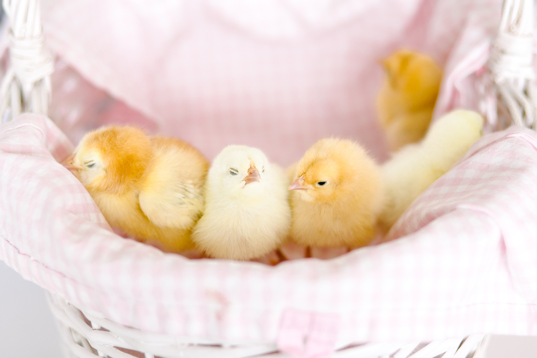 Easter (blog) (12 of 38)