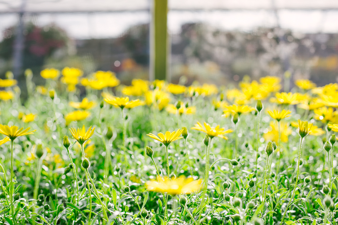 nursery (blog) (47 of 52)