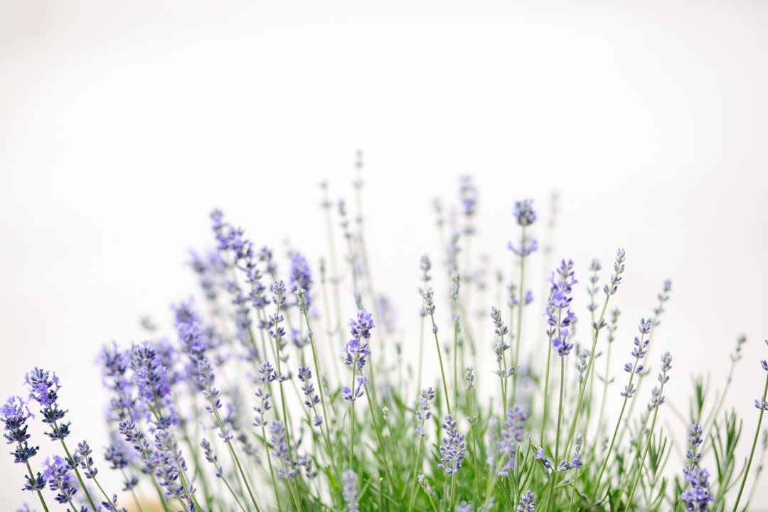 lavender (blog) (1 of 34)